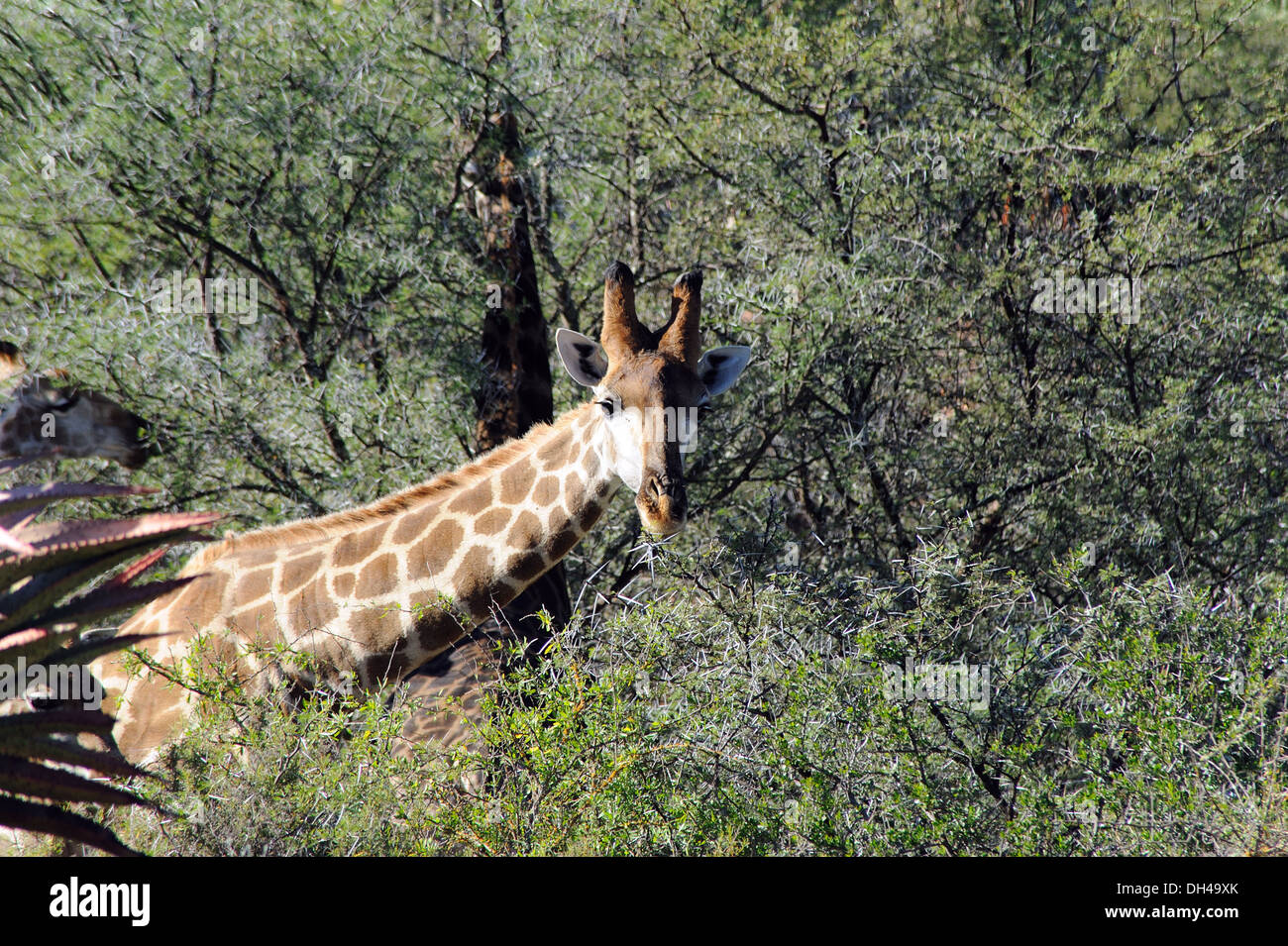 Giraffe in Südafrika Stockfoto