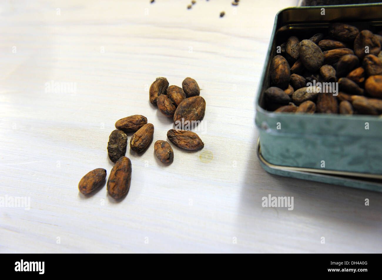 Kakao Samen in Südafrika Stockfoto