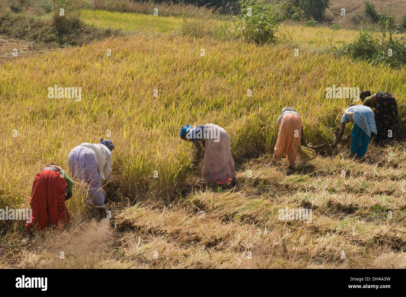 Frauen arbeiten in Reis ernten Felder Bhorgiri Maharashtra Indien Asien Nov 2011 Stockfoto