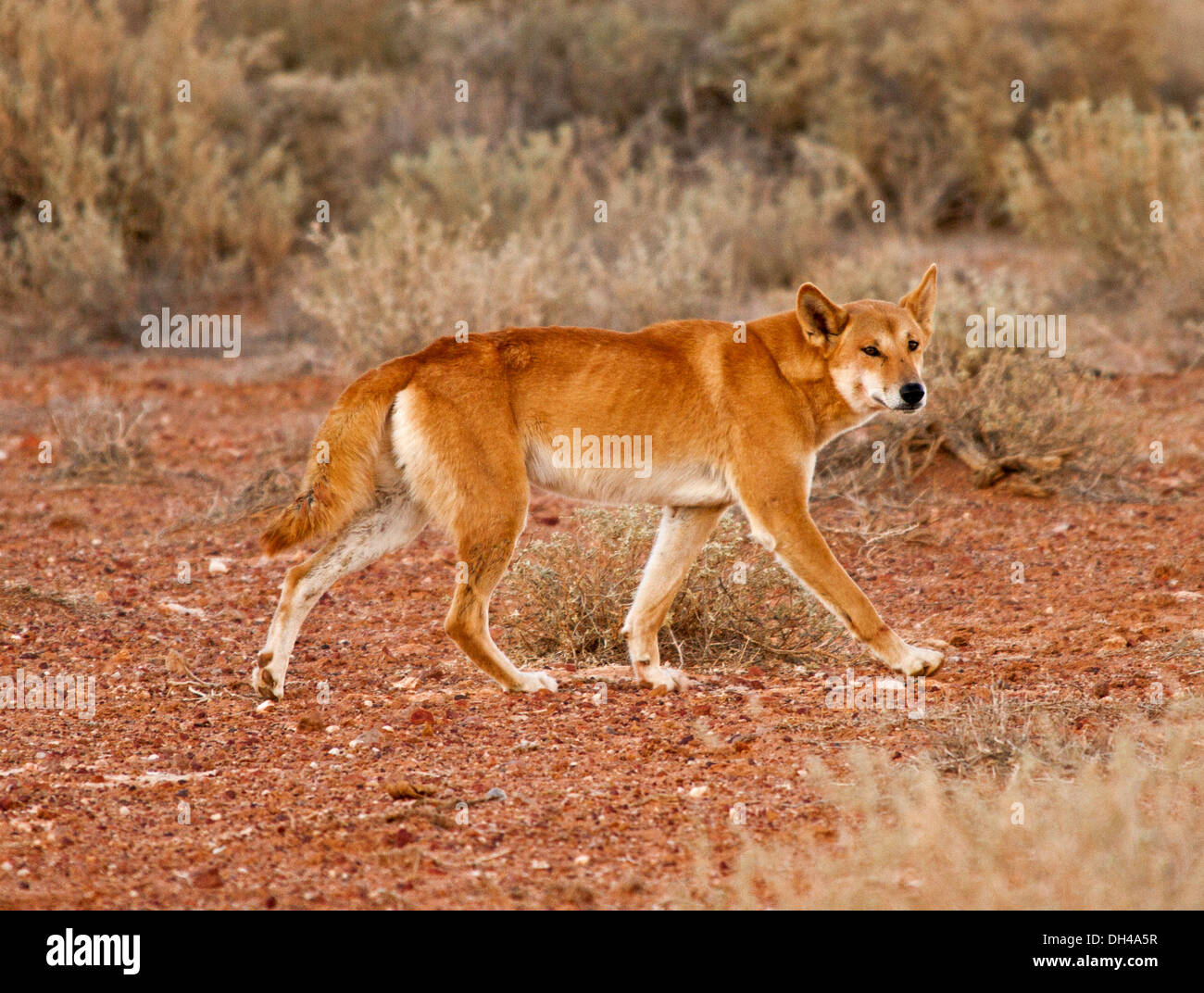 Australische Dingos in der Wildnis, im Outback in der Nähe von Lake Eyre in Nord-Süd-Australien Stockfoto