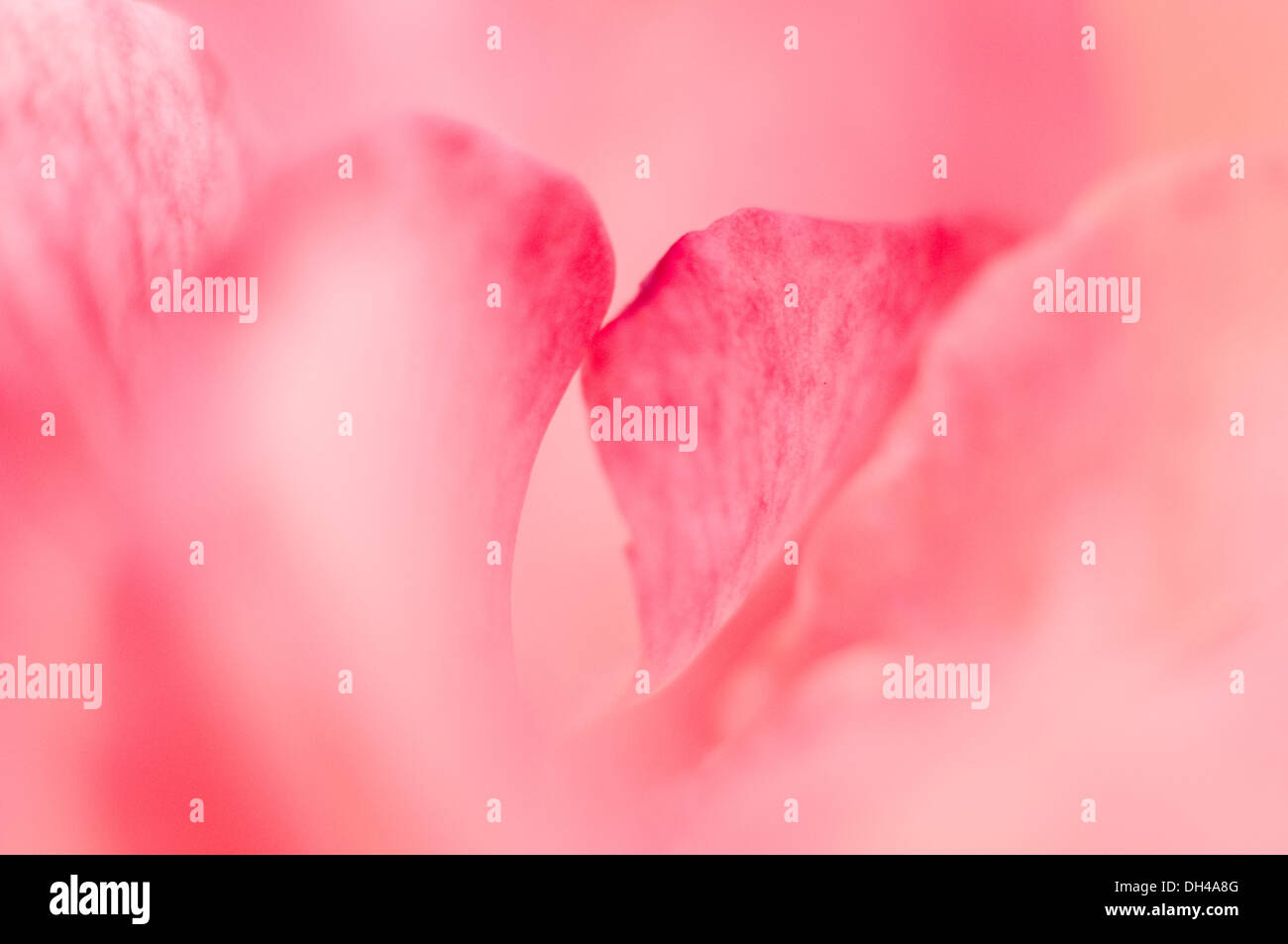 Zusammenfassung der rosafarbenen Blume Pune Maharashtra Indien Asien Jan 2012 Stockfoto