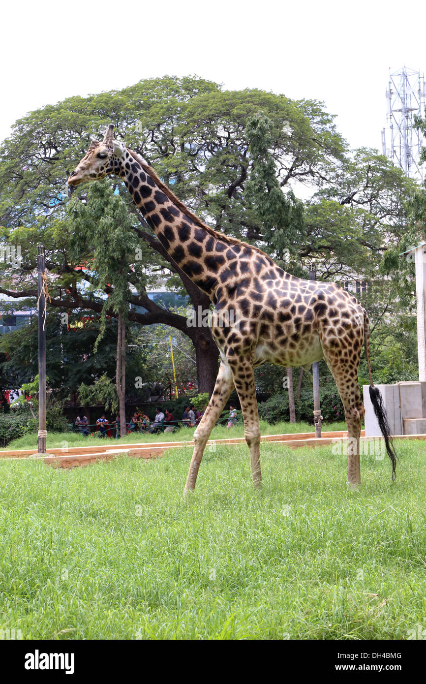 Giraffe, Giraffe Giraffa Stockfoto