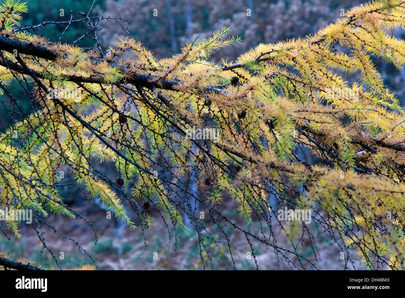Japanische Lärche (Larix Kaempferi). Gorbea Naturpark. Baskisches Land, Spanien, Europa. Stockfoto