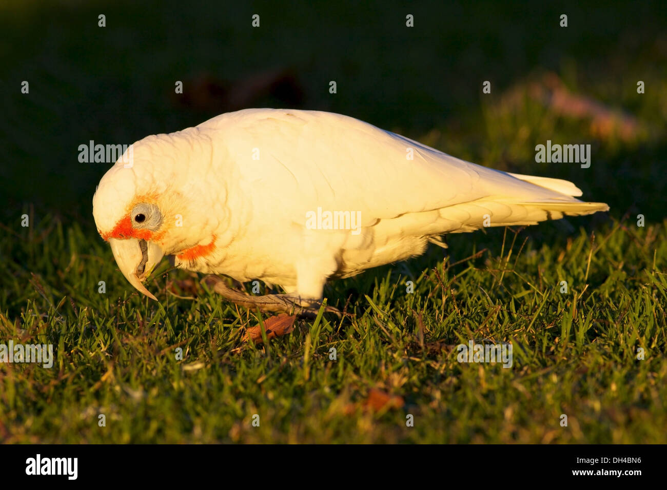 Western corella cacatua pastinator pastinator Fotos und Bildmaterial