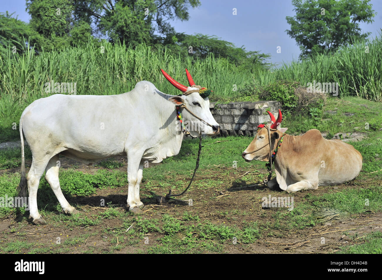 Bullen ausruhen im Bauernhof Ahmadnagar Maharashtra Indien Asien Stockfoto