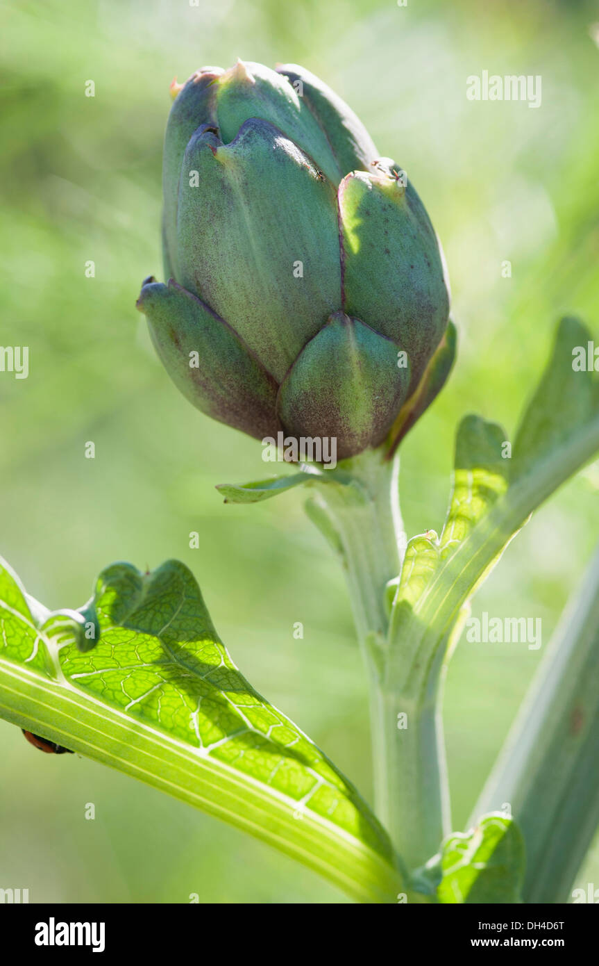 Blüte der Artischocke Cynara Scolymus zu entwickeln. Stockfoto