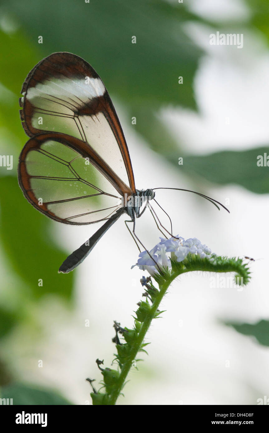 Glas geflügelte Schmetterling Greta Oto auf unbekannte Pflanze. Dieser Schmetterling wird so genannt, weil seine Flügel farbigen Skalen fehlt und Stockfoto