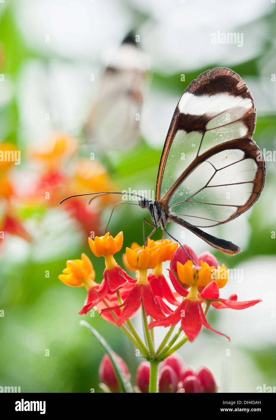 Geflügelte Glas Schmetterling Greta Oto von Bloodflower Asclepias Curassavica ernähren. Dieser Schmetterling ist so genannt, weil seine Flügel Stockfoto