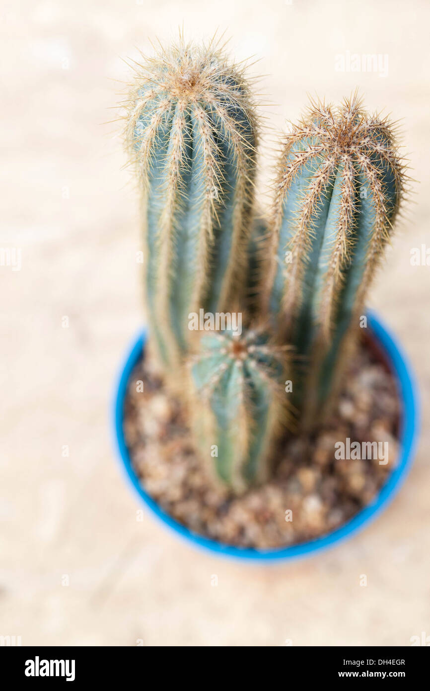 Übersichtsbild der stachelige Kakteen Pflanzen im Topf Stockfoto