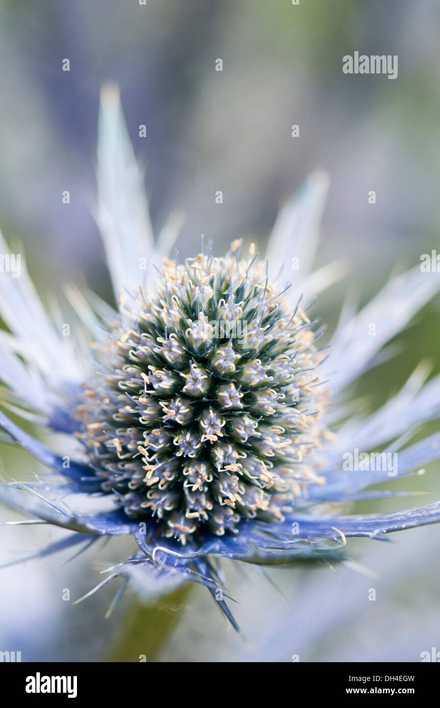 Meer Holly, Eryngium X zabelii Jos Eijking. Distel-ähnliche Blüte von stacheligen, silbrig blauen Hochblättern umgeben. Stockfoto