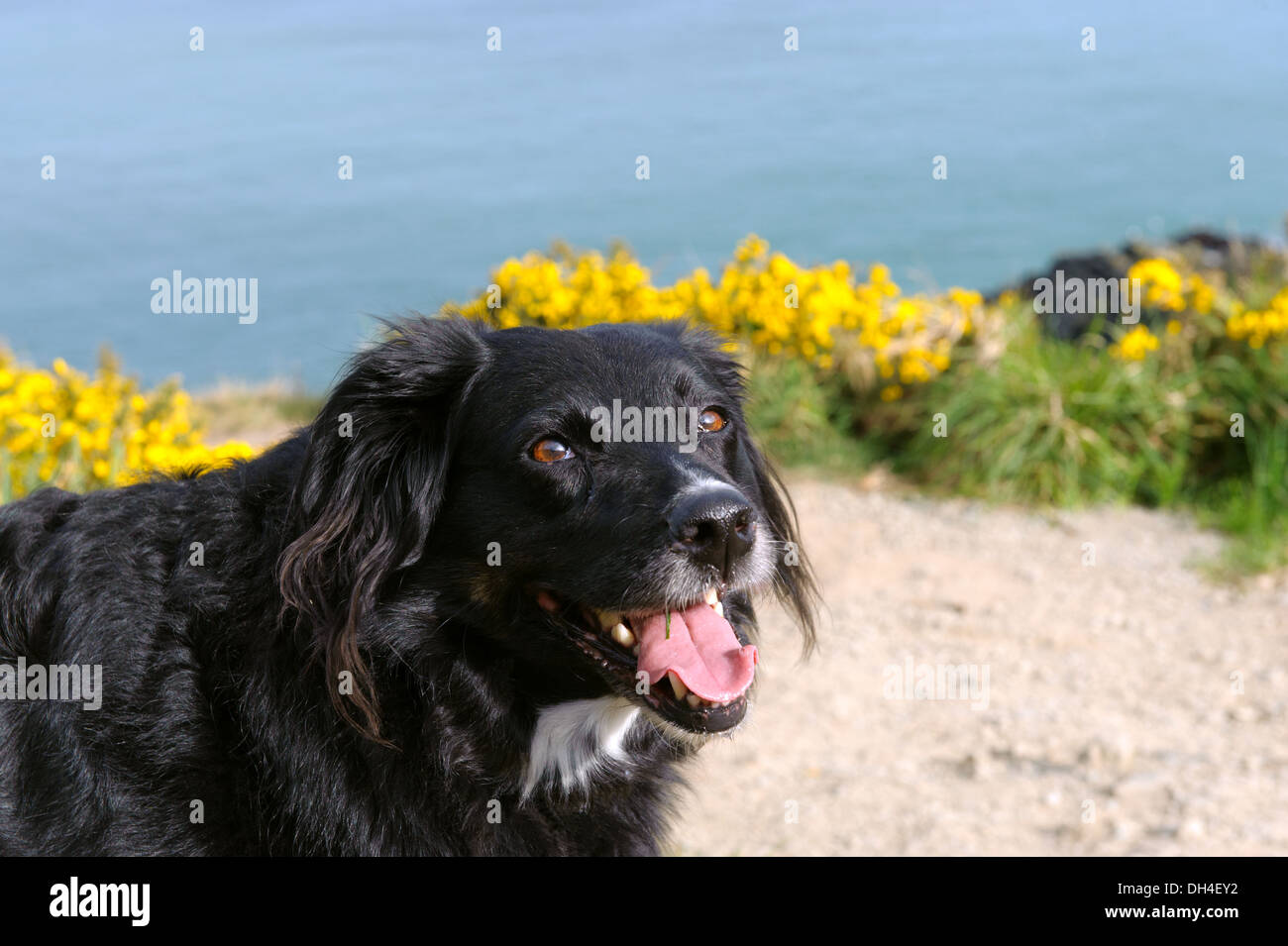 Glücklicher Hund Stockfoto