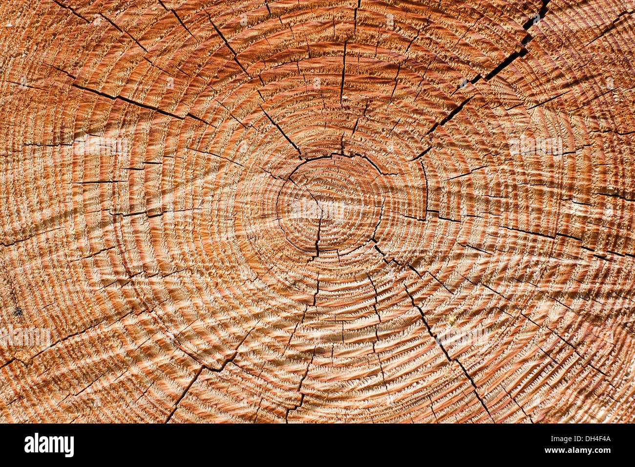 Nahaufnahme von Baum-Stamm Stockfoto