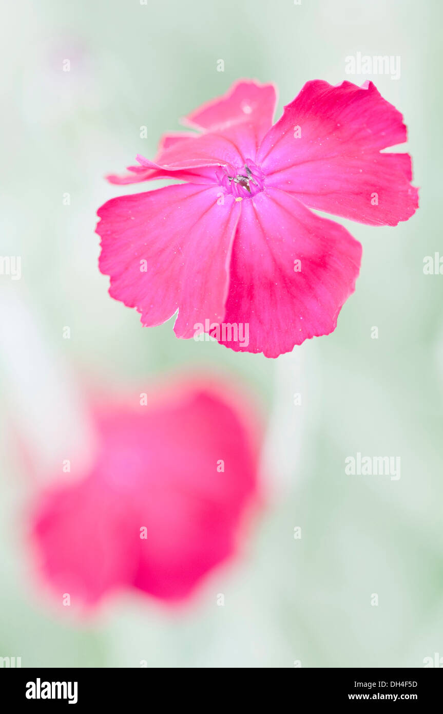 Schließen Sie die Ansicht der purpurrote Blume Rose Campion, Lychnis Coronaria mit einem anderen Blick hinter. Stockfoto
