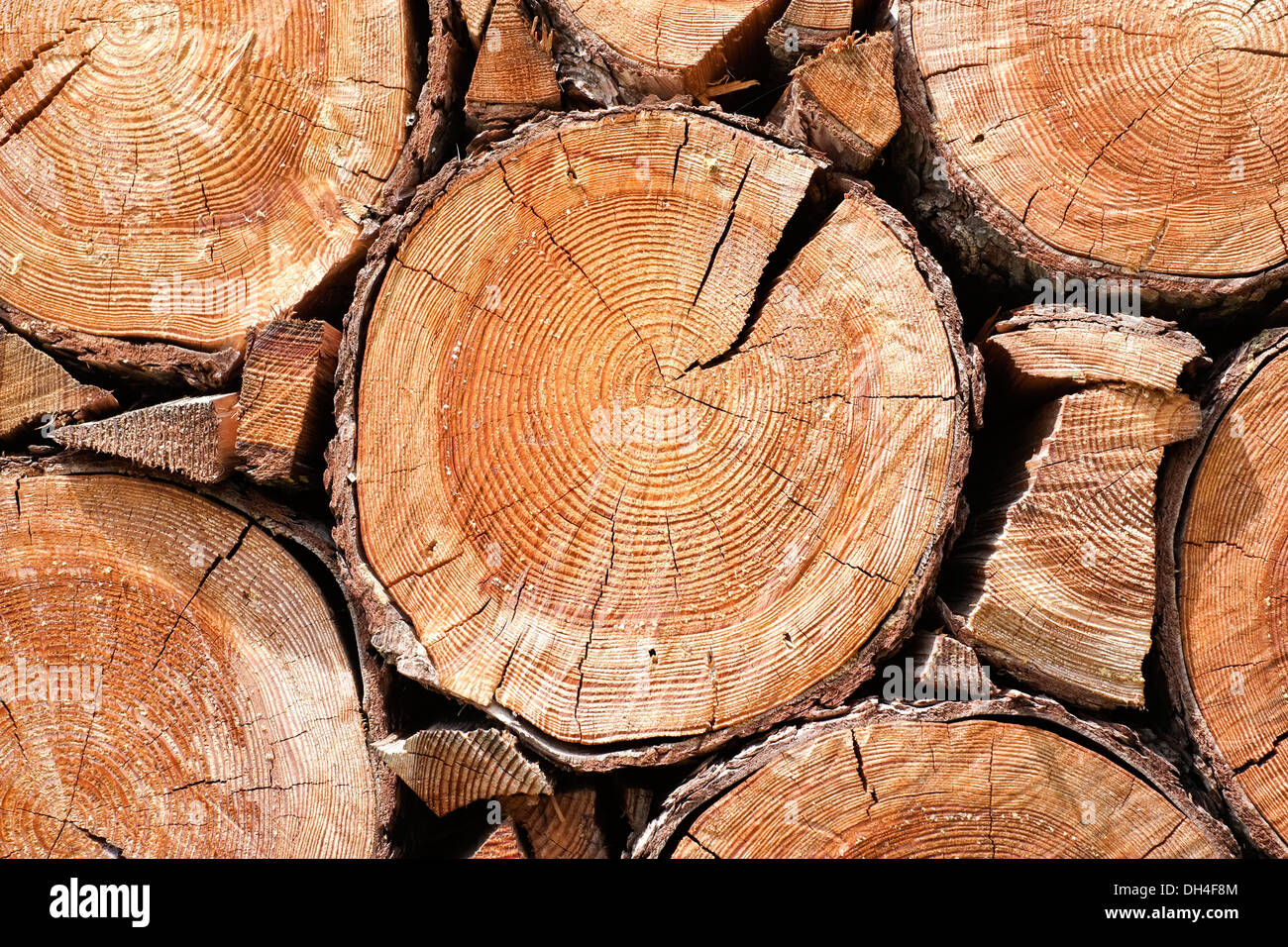 Nahaufnahme von Baum-Stamm Stockfoto