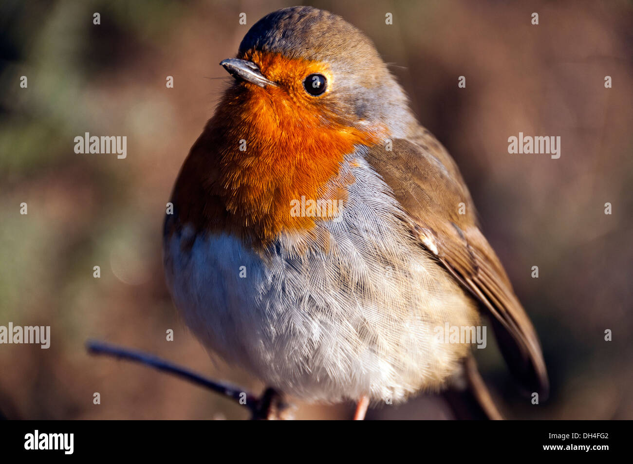 Eine britische Robin Stockfoto