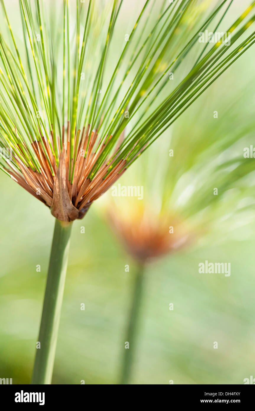 Papyrus oder papyrus cyperus papyrus Fotos und Bildmaterial in hoher