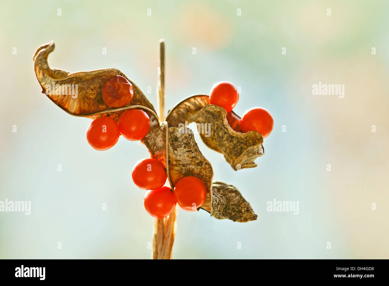 Iris Foetidissima. Samenkapseln öffnen um zu hellere, scharlachrote Früchten zu enthüllen. Stockfoto