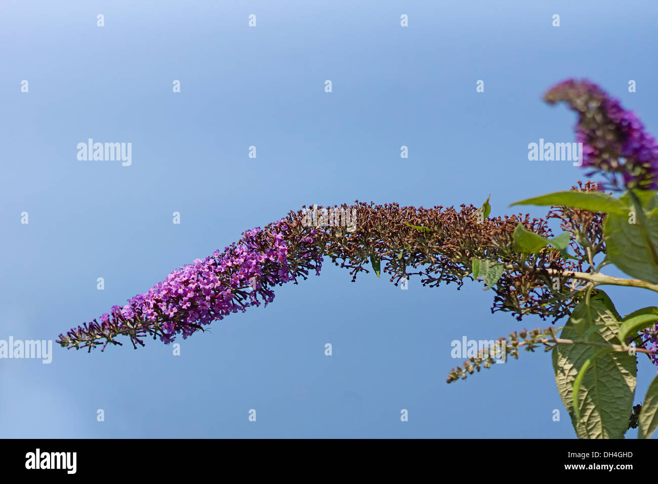 Buddleja strauch Stockfotos und bilder Kaufen Alamy
