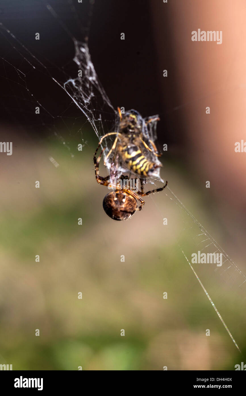 Gefangen im Spinnennetz Spider Biene Stockfoto