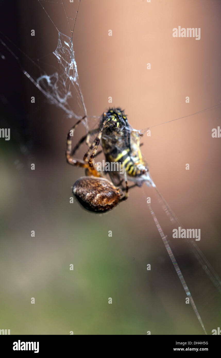 Biene im Spinnennetz gefangen Stockfoto