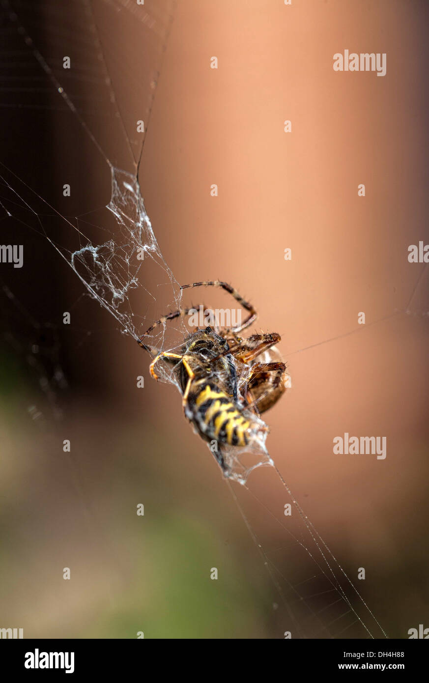 Biene in einem Spinnennetz gefangen Stockfoto