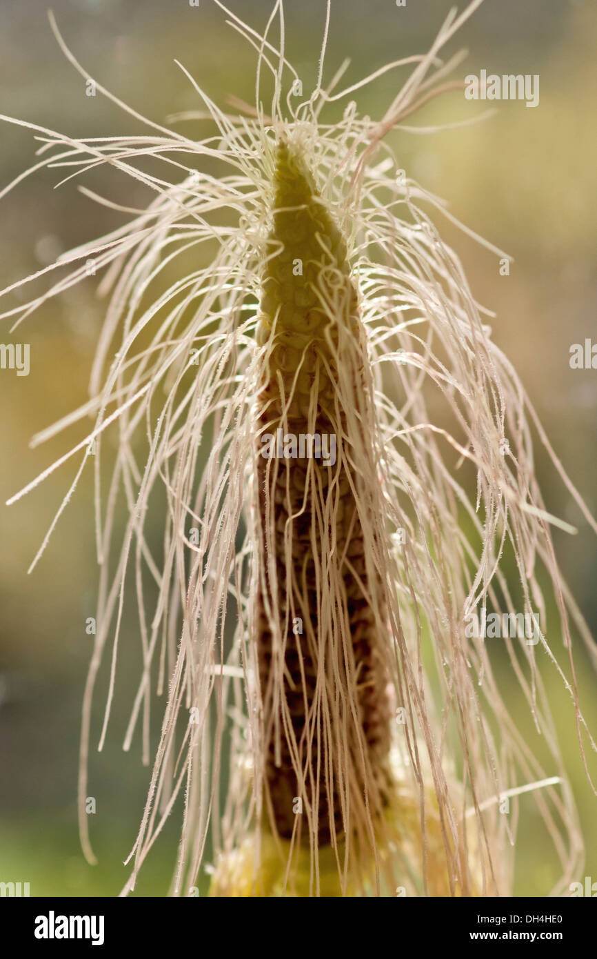 Mais, Zea Mays. Maiskolben mit abstehenden haarähnlichen Fäden. Stockfoto