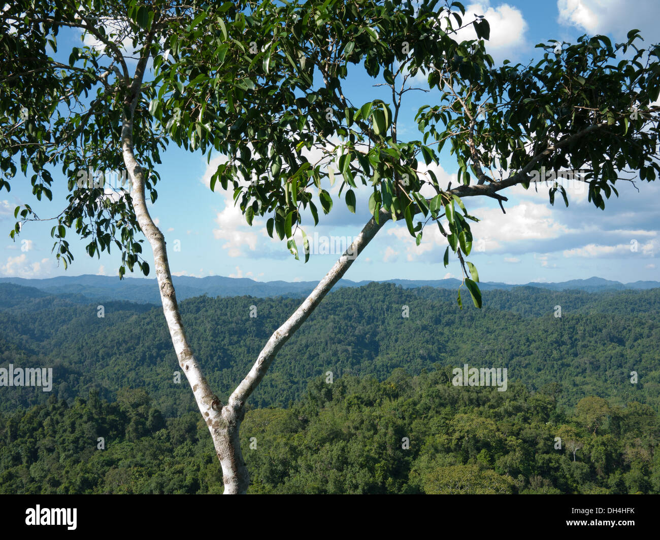 Einen Panoramablick auf den Regenwald in Bokeo Naturschutzgebiet von einem Baumhaus in The Gibbon Experience in Bokeo, Laos gesehen. Stockfoto