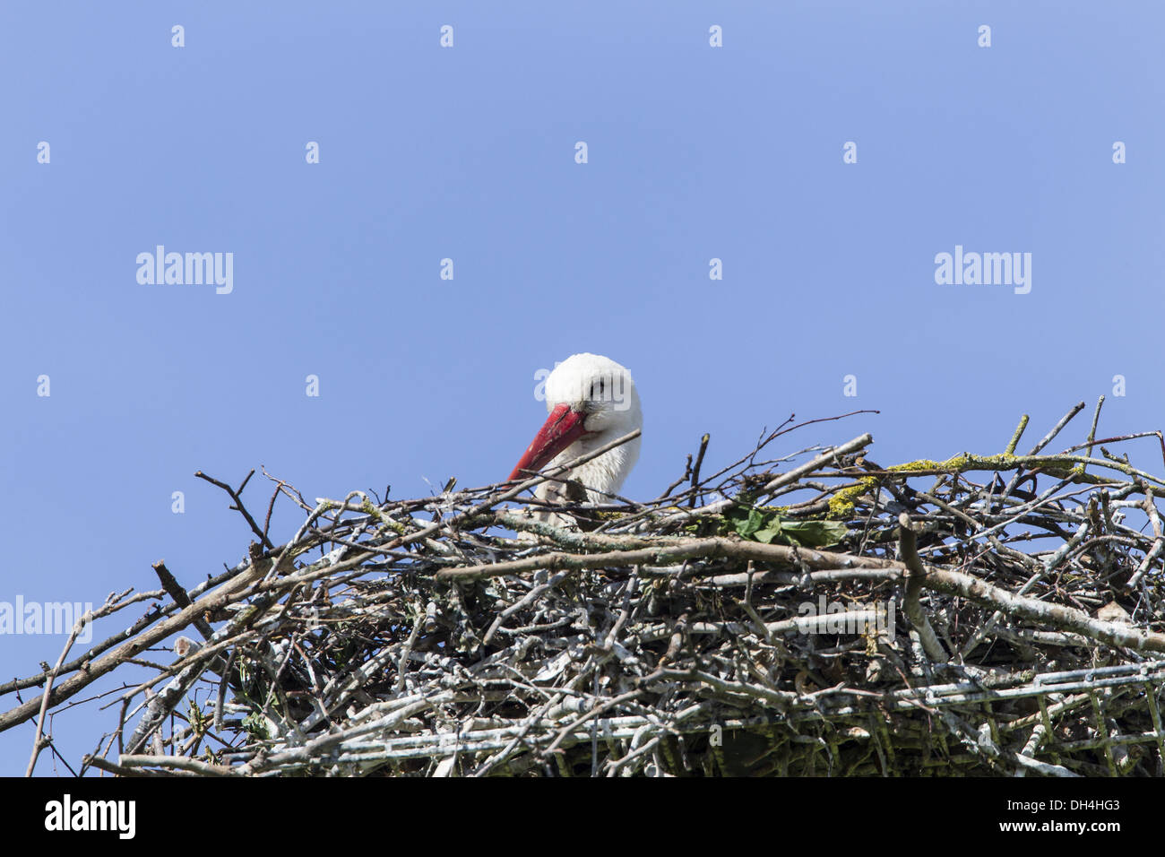 Weißstorch (Ciconia Ciconia) Stockfoto