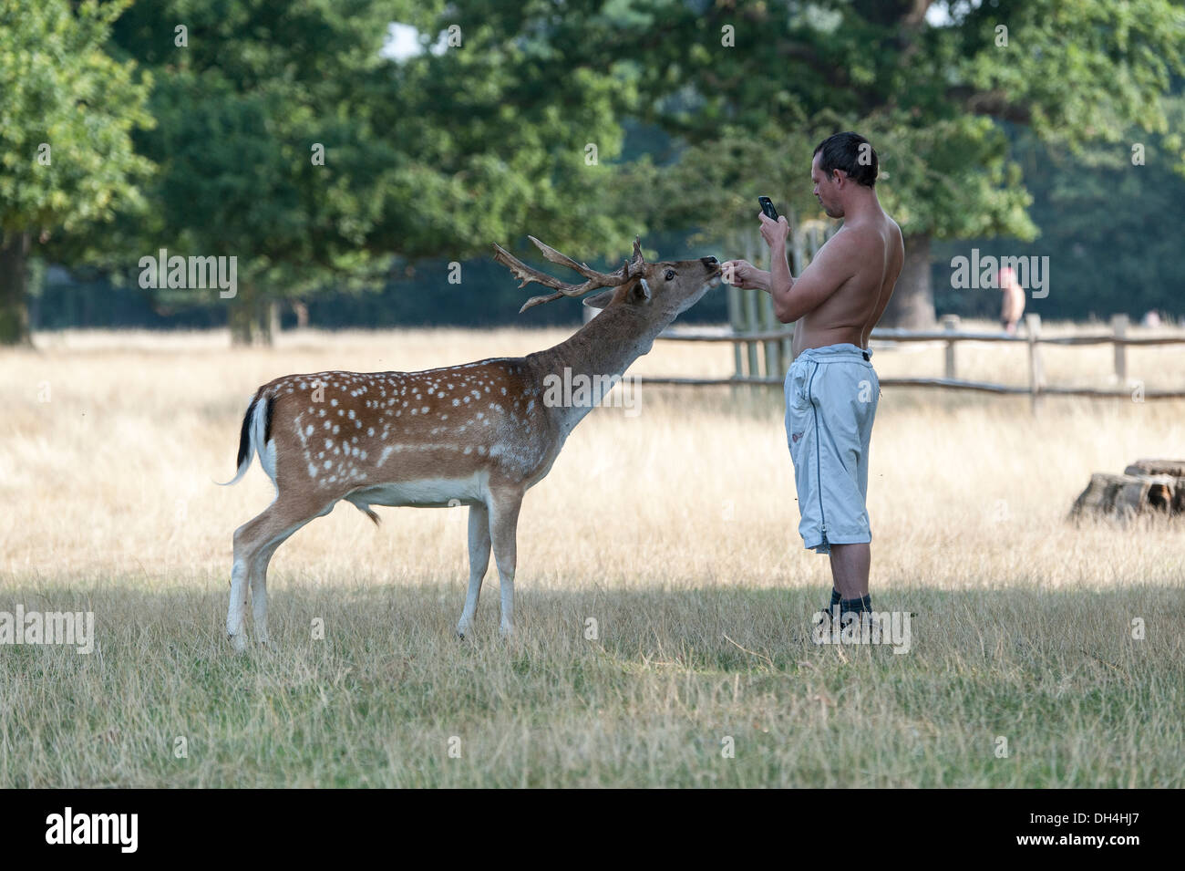 Reh im Bushy Park - eine Royal Park - in Teddington, Middlesex, England, Vereinigtes Königreich von einem Besucher gefüttert. Stockfoto