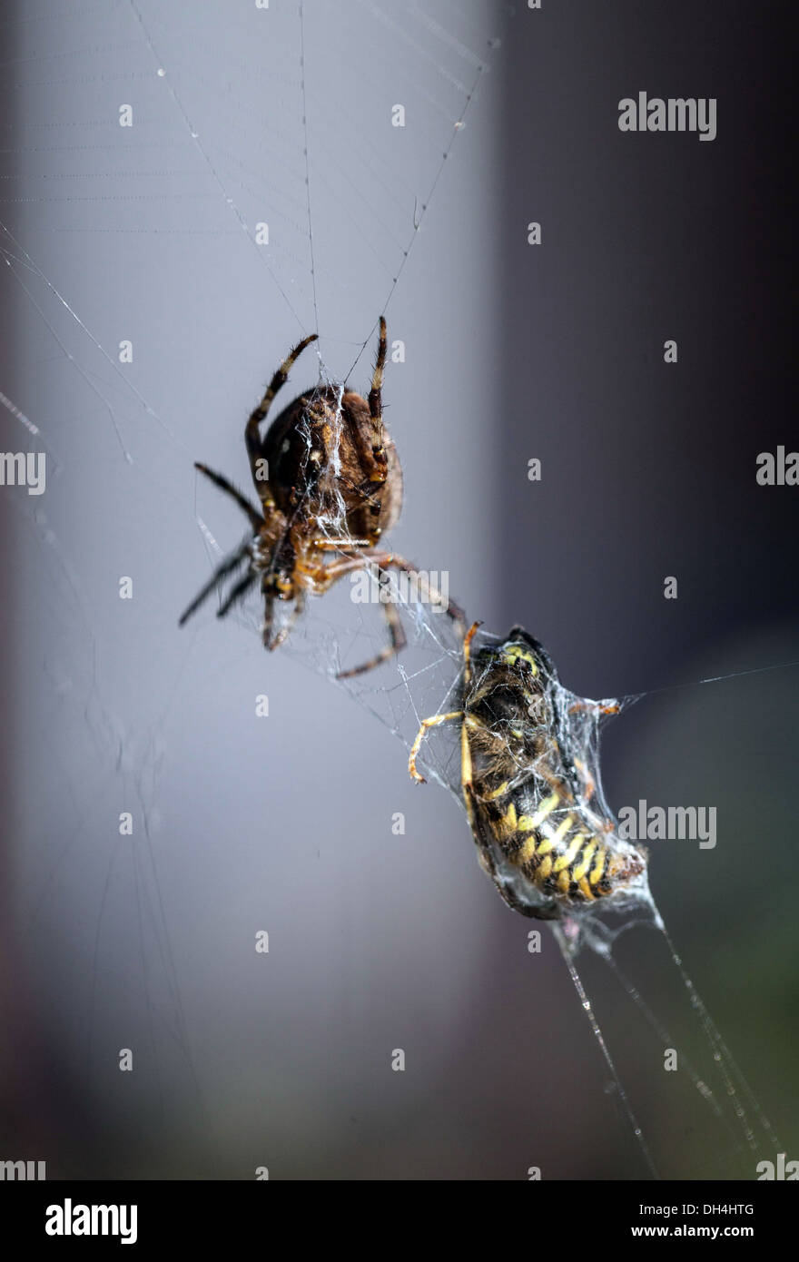 Biene im Spinnennetz gefangen Stockfoto