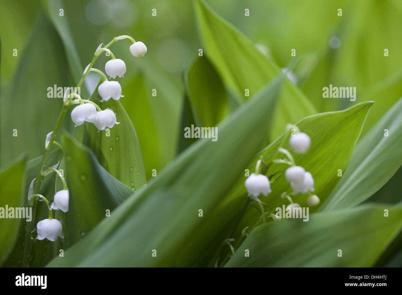 Lily Of The Valley (Convallariaarten Majalis) Stockfoto