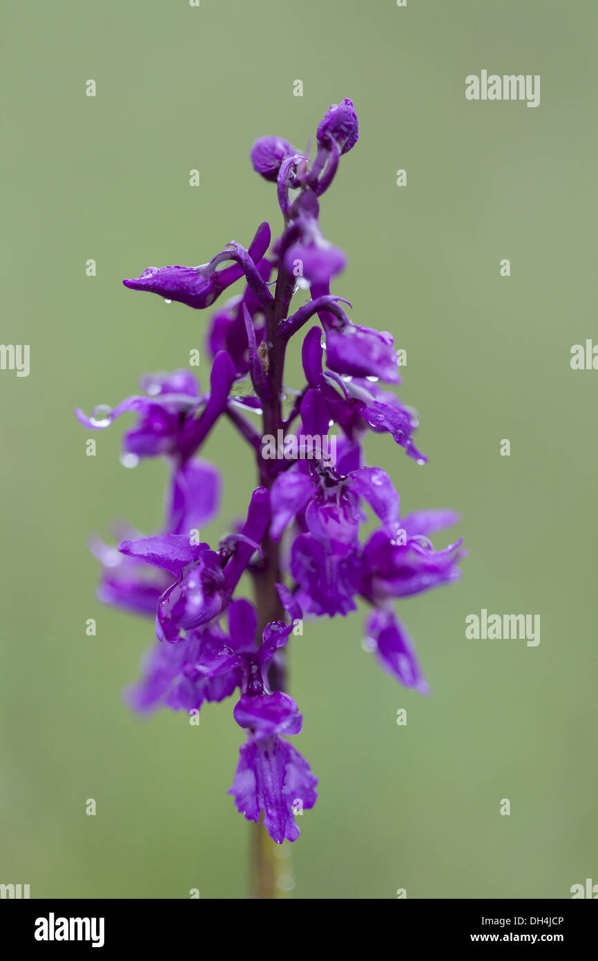 Männliche Orchidee (Orchis Mascula) Stockfoto