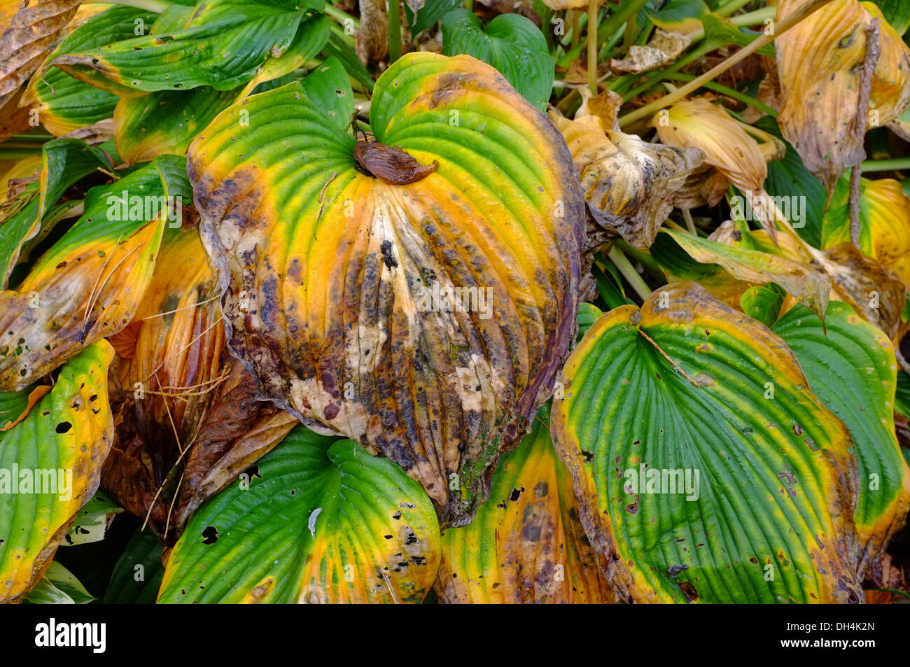 Hosta Blätter zeigen im Herbst Farbwechsel Stockfoto