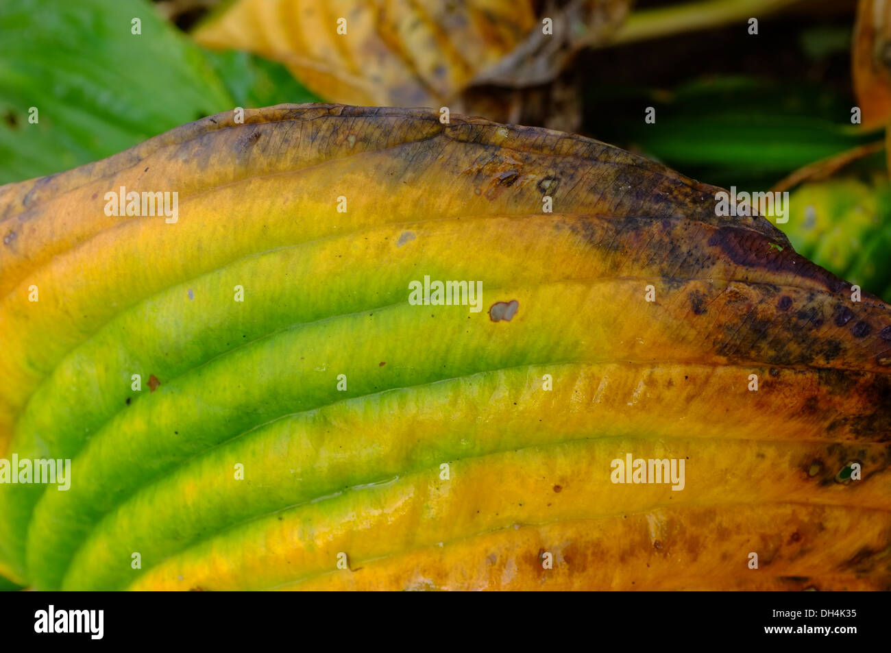 Hosta Blatt Herbst Farbe ändern Stockfoto