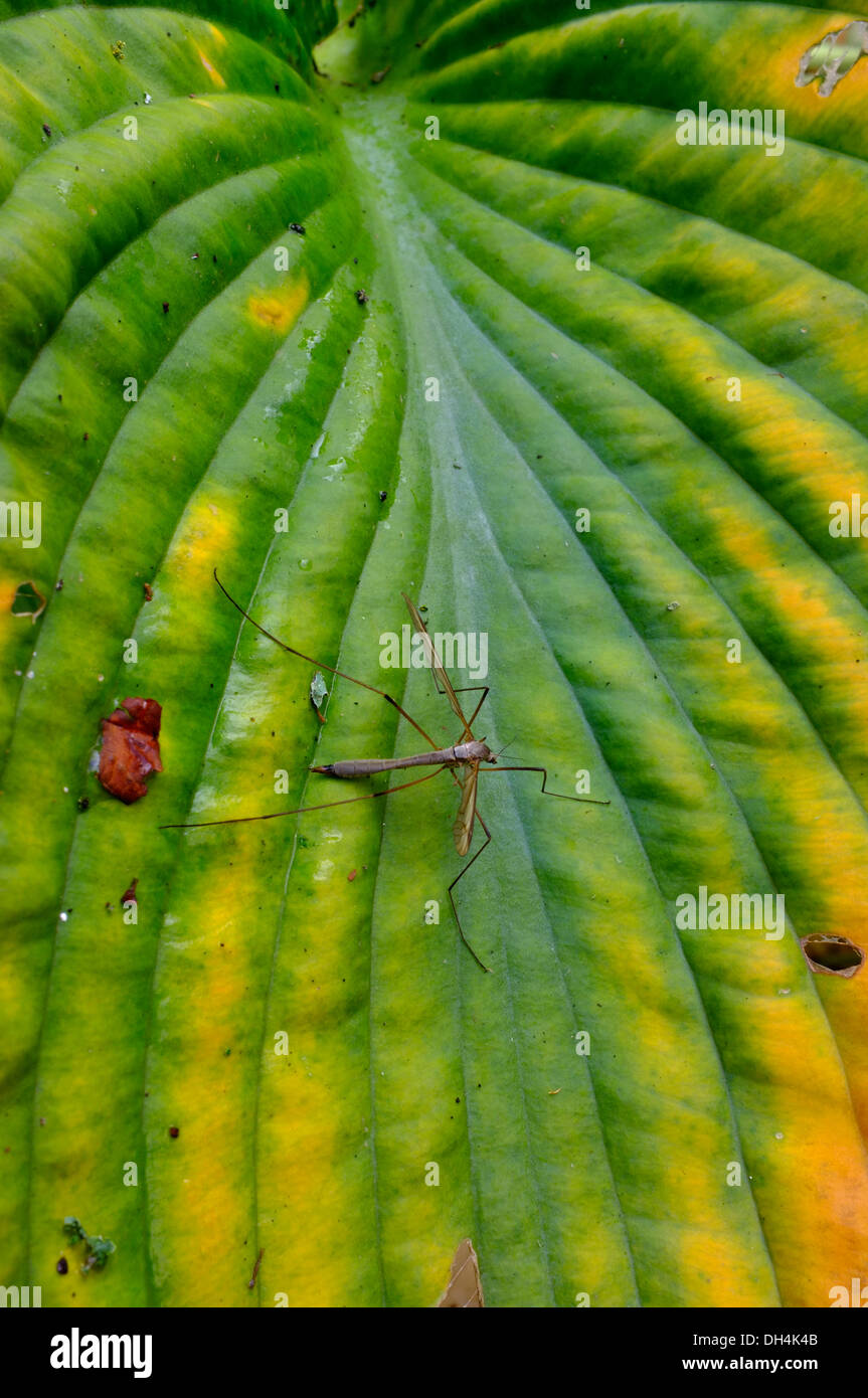 Hosta-Blatt mit Insekt ruht im Herbst Stockfoto