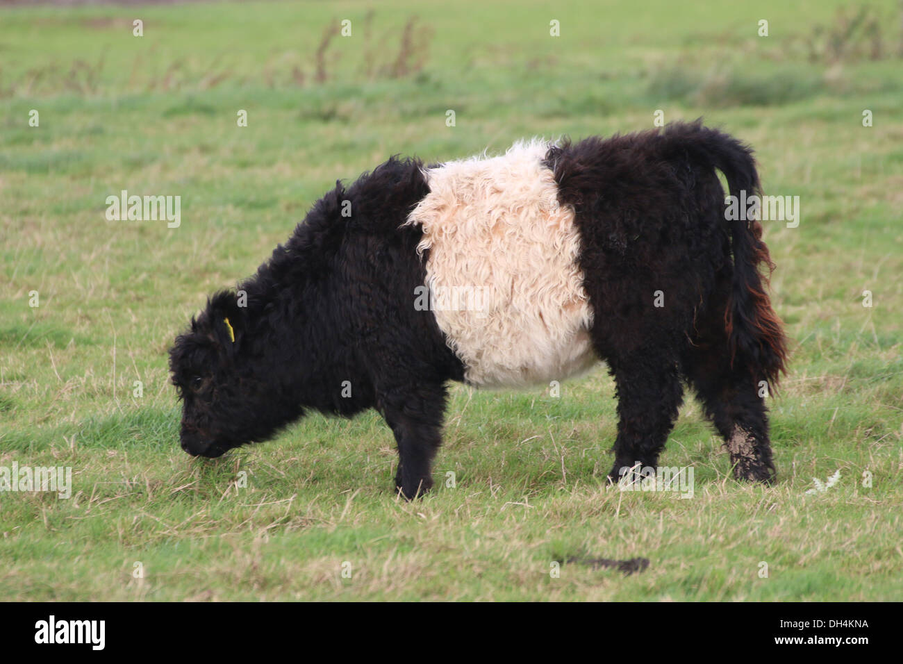 Belted Galloway Rinder Stockfoto