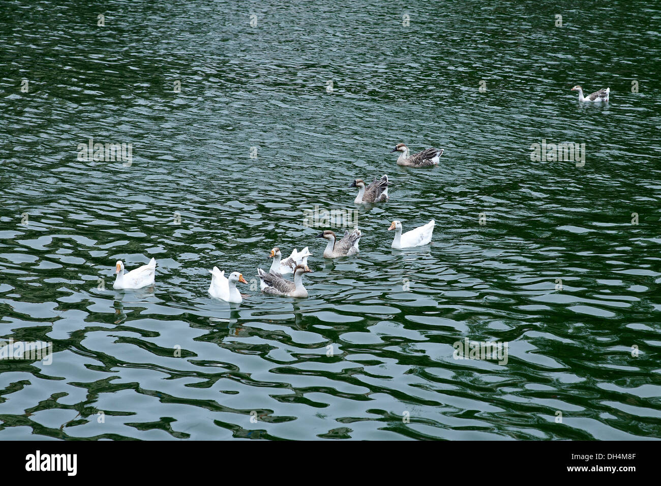 Enten im Banganga Wasser Tank Walkeshwar Mumbai Maharashtra Indien 2012 Stockfoto