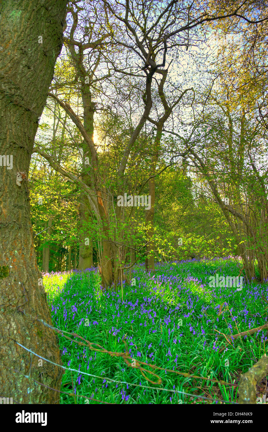 Glockenblumen (Hyacinthoides non-Scripta) in einem bewaldeten Wald Stockfoto