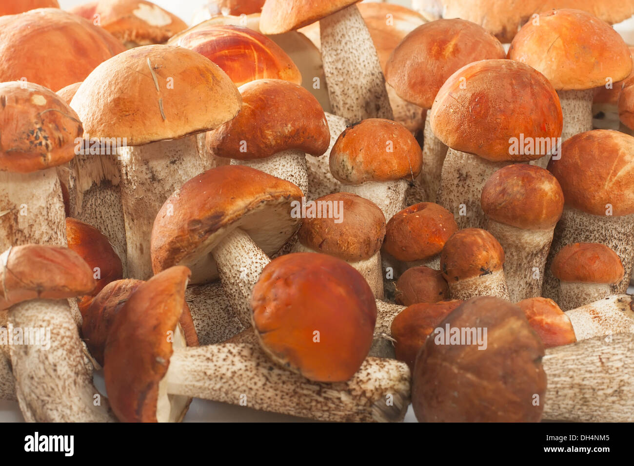 verschiedene frische Pilze von höchster Qualität Stockfoto