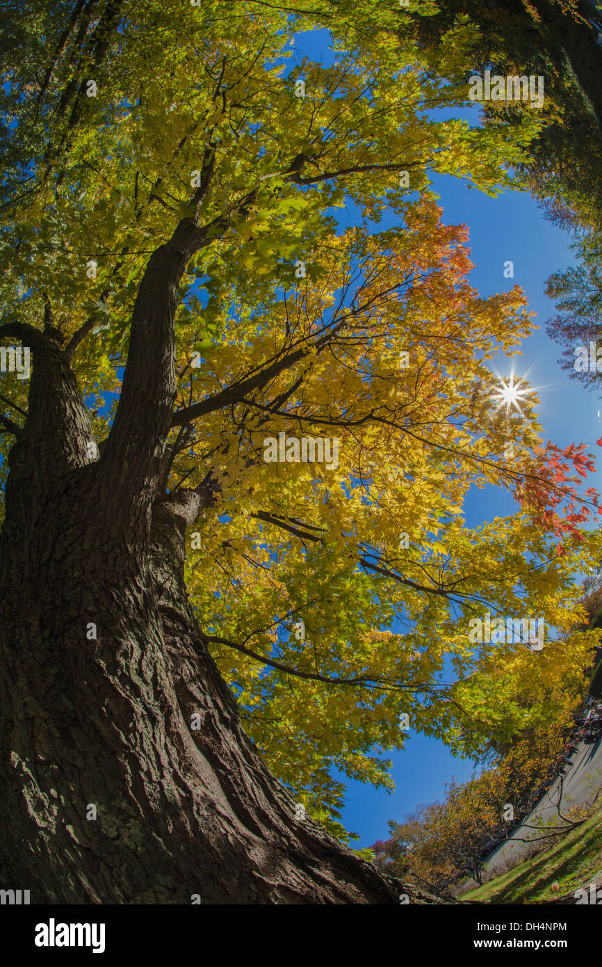 Ein Baum in Kanada mit herbstlichen Farben. Stockfoto