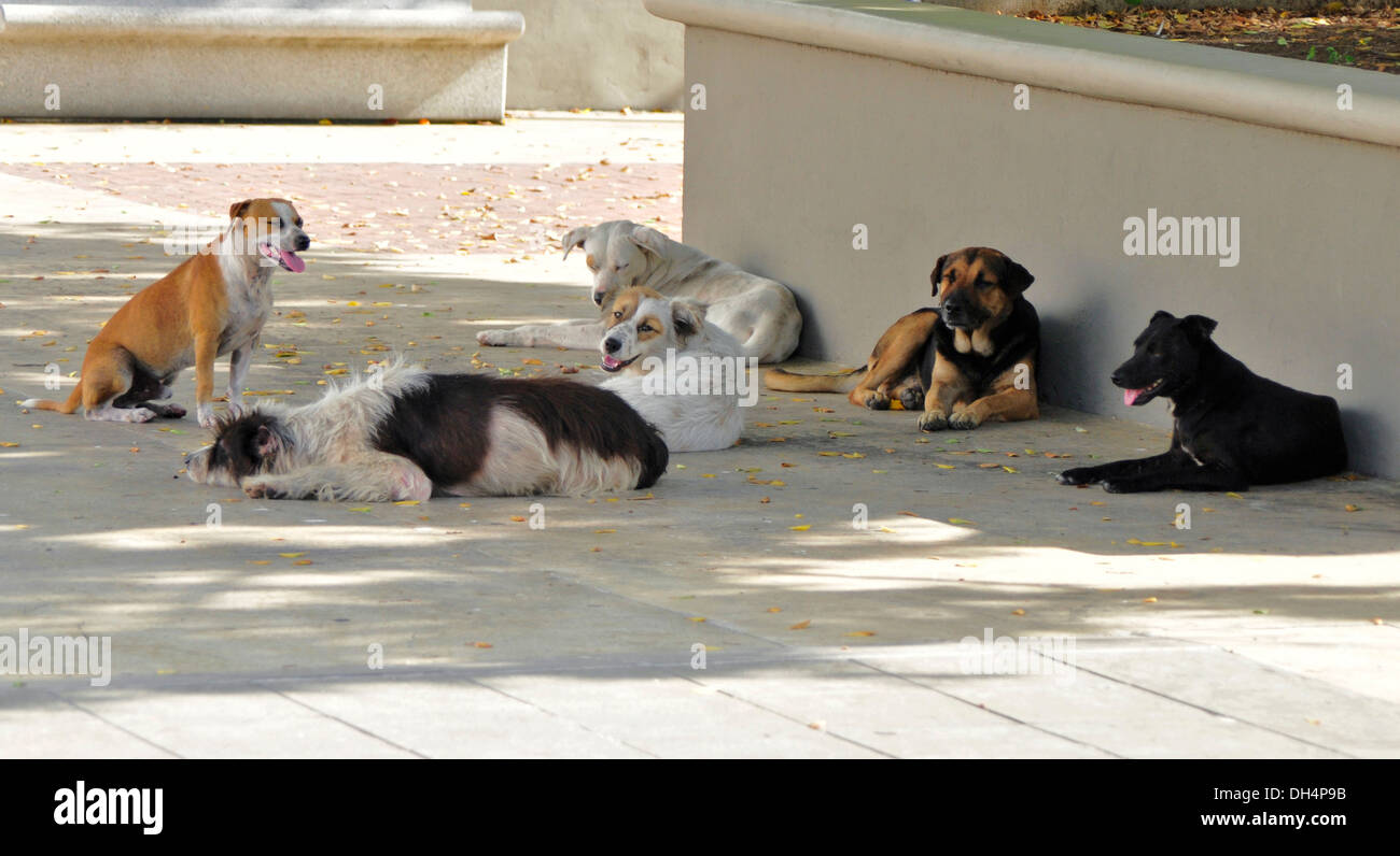 Ausgesetzten Hunden von Puerto Rico in der Stadt Ponce hier abgebildet. Ausgesetzten Hunden durchstreifen, ganz ohne Grund aufgegeben. Stockfoto