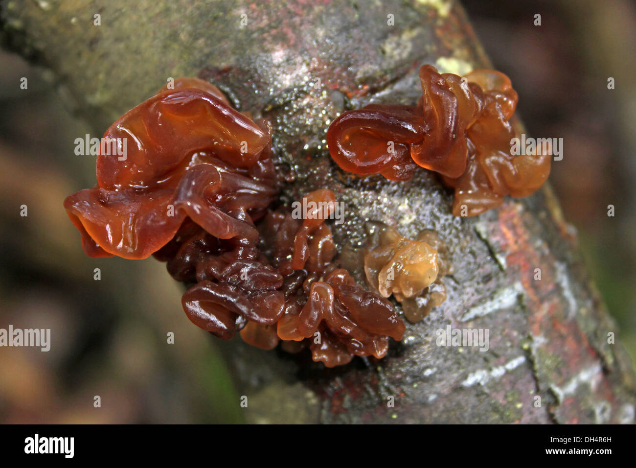 Grünen Gehirn Tremella foliacea Stockfoto