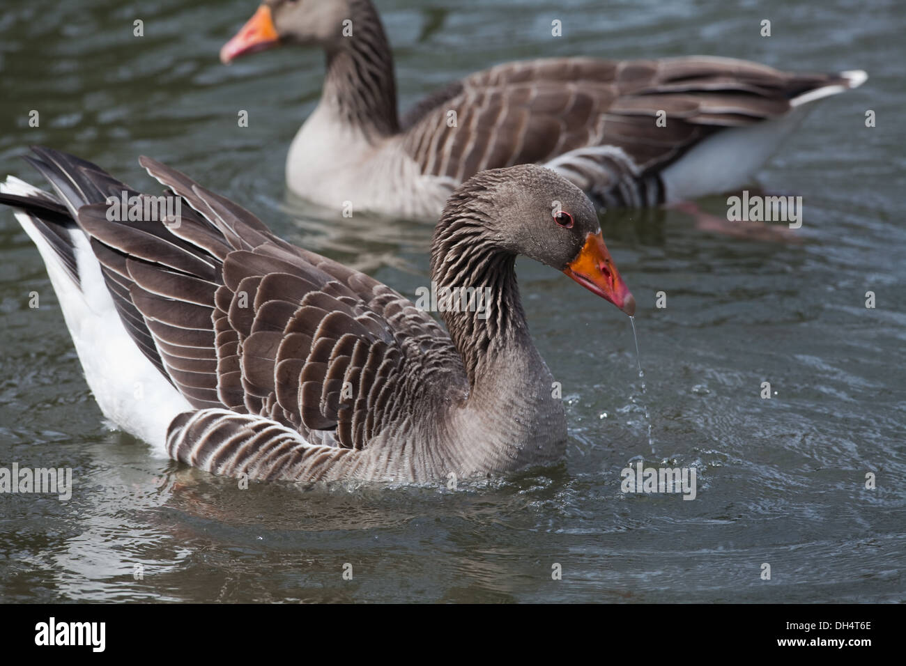 Western Graugänse (A. Anser Anser). Auf dem Wasser den Kopf eintauchen. Bill mit Wasser tropft. Beginn einer pre-copulatory Anzeige. Stockfoto