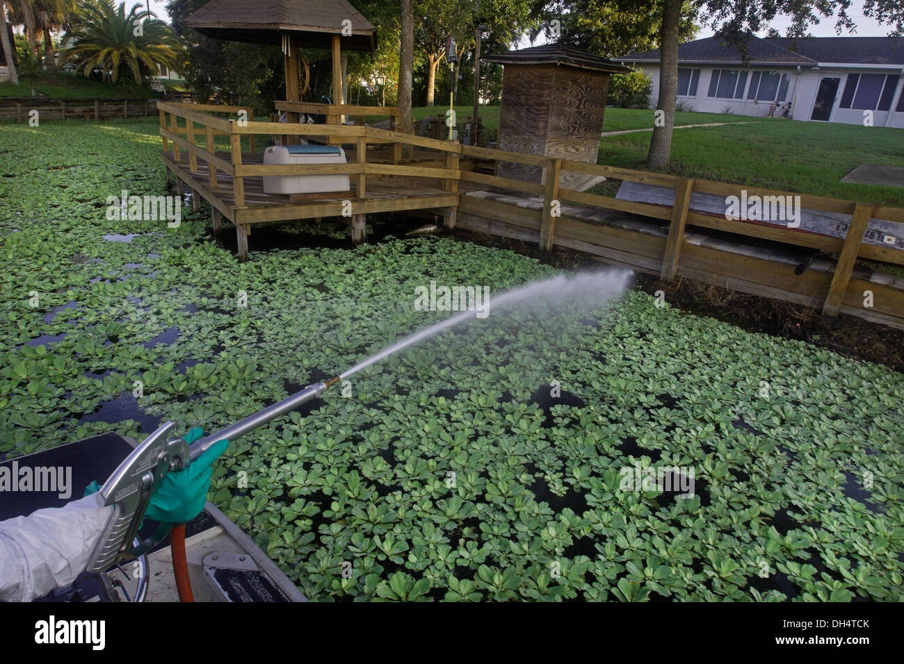 South Florida Water Management District Sprühen von Herbiziden auf invasive Wasser Salat auf See Runnymeade, Florida. Stockfoto