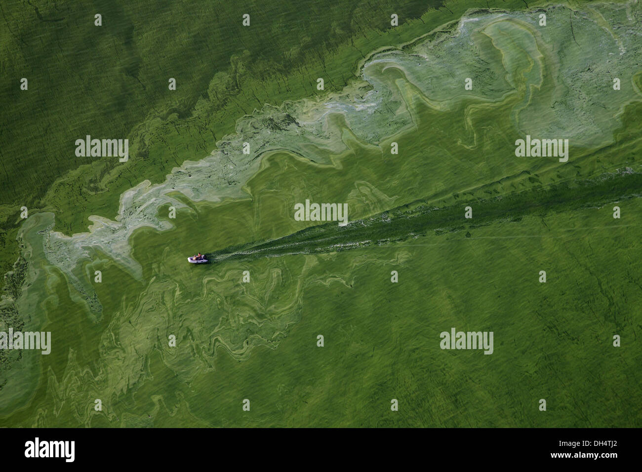 Boote gehen durch eine Algenblüte auf dem Eriesee in der Nähe von Toledo, Ohio Stockfoto