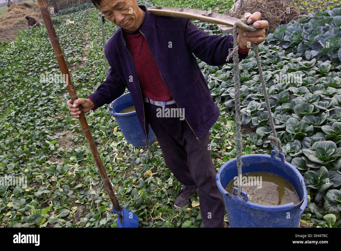 Bauer baut Gemüse (vor allem Kohl) Verwendung von menschlichen Abfällen für Dünger in Changshu, China. Stockfoto