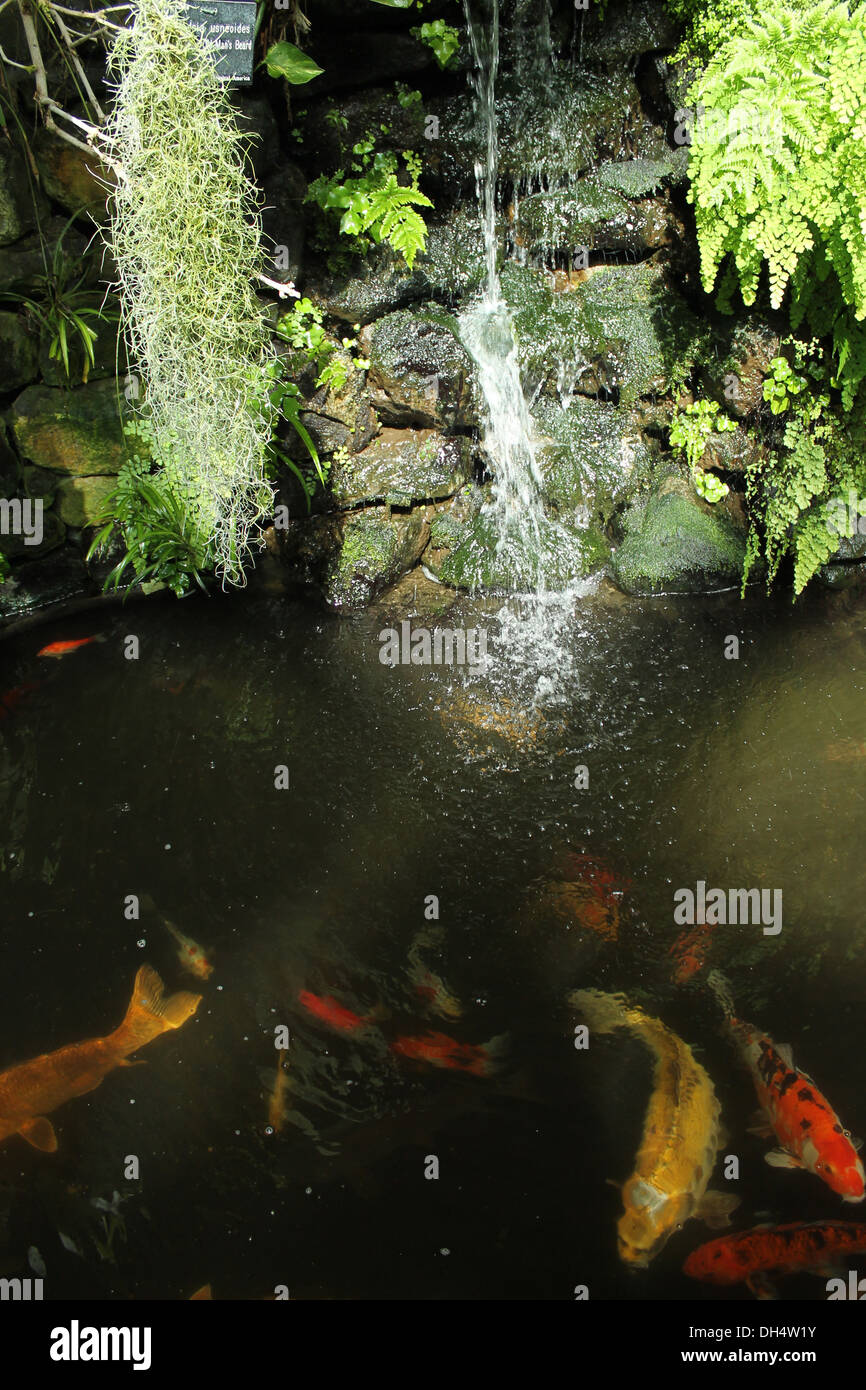 Coy Karpfen schwimmen in einem Teich im Botanischen Garten Stockfoto