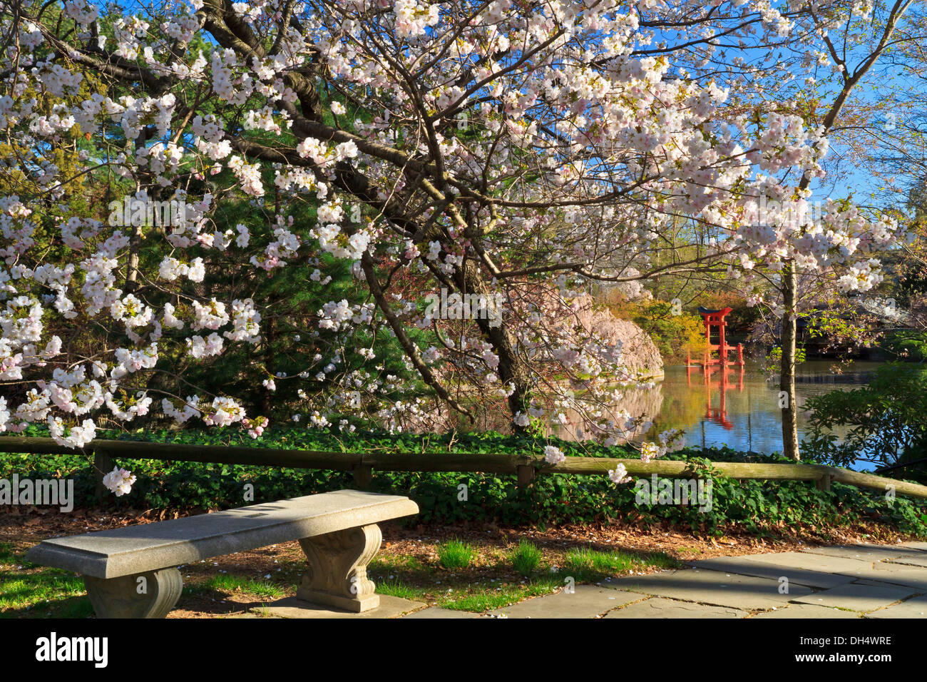 Eine Bank auf dem Promi-Weg an den japanischen Hill und Teich Garten in Brooklyn Botanic Gardens an einem sonnigen Frühlingsmorgen. Stockfoto