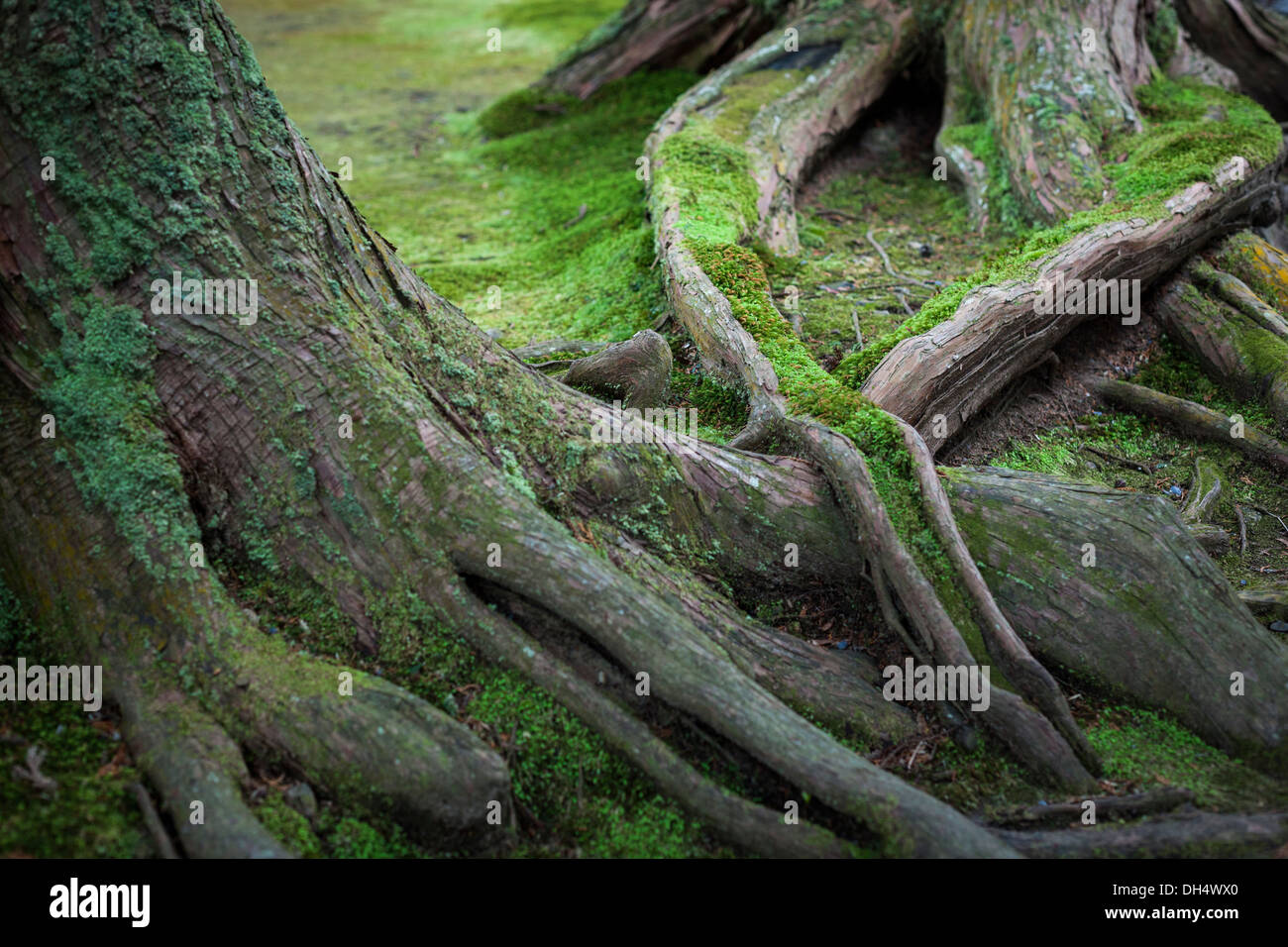 Wurzeln eines alten Baumes in einem japanischen Garten in Moos bedeckt Stockfoto