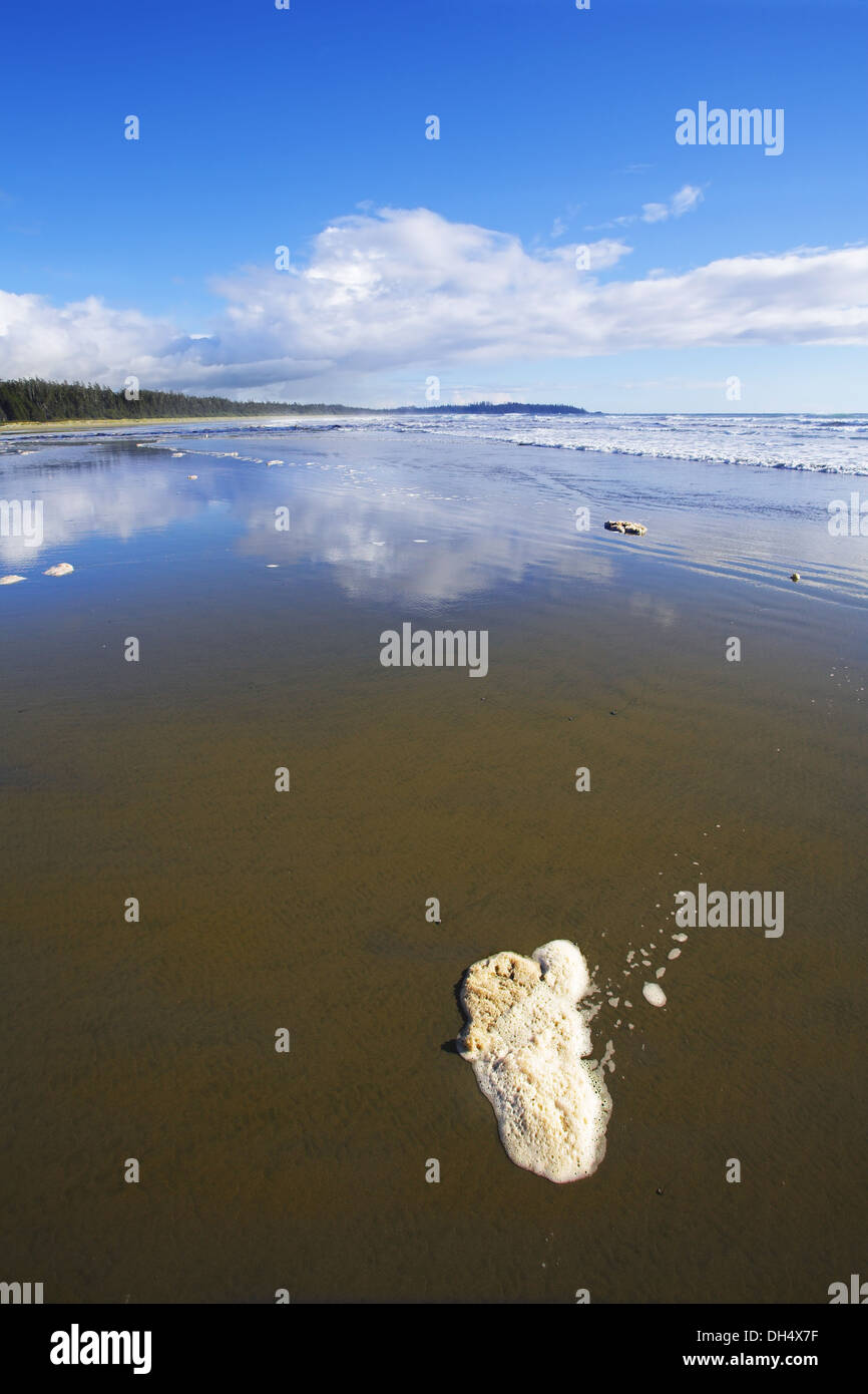 Meerschaum auf sand Stockfoto